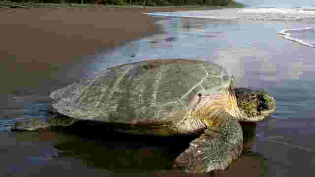 Sea Turtle Conservancy